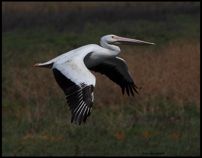 _8SB9363 american white pelican.jpg